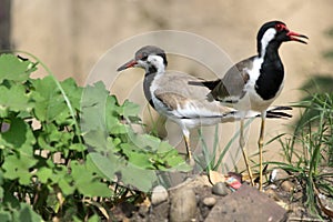 Red wattled lapwing