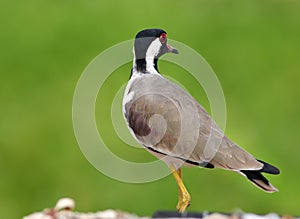 Red-wattled lapwing