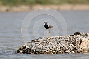 Red-wattled lapwing