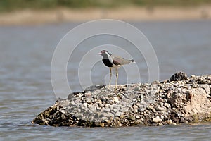 Red-wattled lapwing