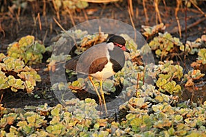 Red-wattled lapwing