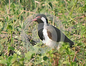 Red wattled lapwing