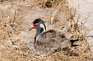 Red Wattled Lapwing