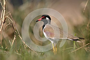 Red-wattled lapwing