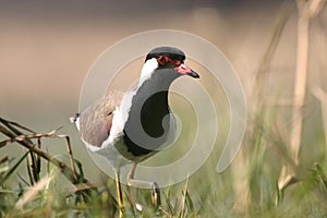 Red-wattled lapwing photo