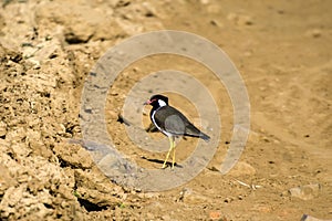 Red-wattled lapwing