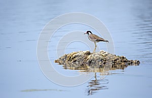 Red-Wattled lapwing