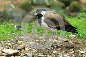 Red-wattled lapwing