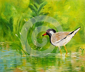 Red-Wattled lapwing, acrylic painting