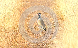 Red-wattled Lapwing