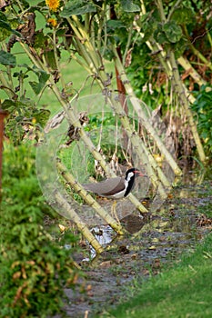 Red-wattled lapwing is an Asian lapwing or large plover, a wader in the family Charadriidae