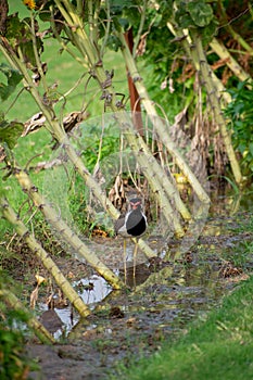 Red-wattled lapwing is an Asian lapwing or large plover, a wader in the family Charadriidae