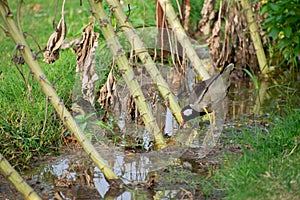 Red-wattled lapwing is an Asian lapwing or large plover, a wader in the family Charadriidae