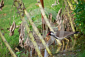 Red-wattled lapwing is an Asian lapwing or large plover, a wader in the family Charadriidae