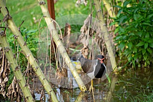 Red-wattled lapwing is an Asian lapwing or large plover, a wader in the family Charadriidae