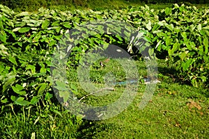 The red-wattled lapwing is an Asian lapwing or large plover, Charadriidae