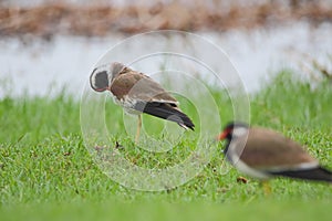 Red- wattled lapwing bird