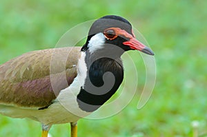 Red-wattled lapwing bird