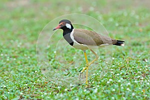 Red-wattled lapwing bird