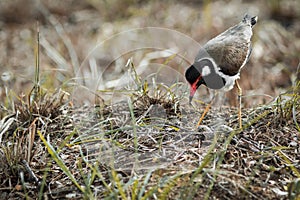 The Red-wattled Lapwing.