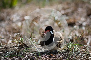 The Red-wattled Lapwing.