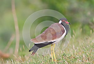 Red- wattled lapwing bird