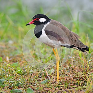 Red-wattled lapwing bird