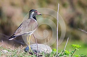 Red-Wattled Lapwing - Birds of Pakistan