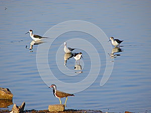 A Red-Wattled Lapwing and Black-winged Stilts at Randarda Lake, Rajkot, Gujarat