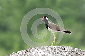 Red-wattled Lapwing calling