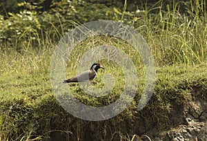 Red-wattled lapwing grazing on the river bank of Bhitarkanika