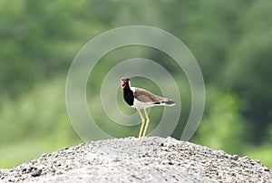 Red-wattled Lapwing