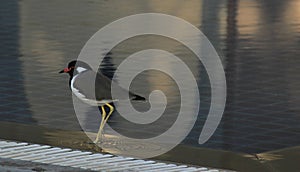 Red-wattled lapwing Indian Asian Bird against water