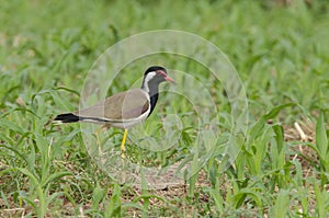 Red-wattled lapwing