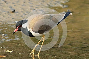 Red Wattled Lapwing