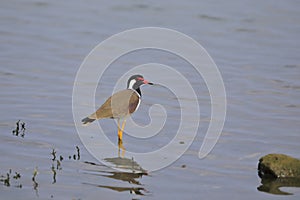 The red-wattled lapwing in the shallows