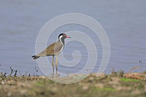 The red-wattled lapwing in the shallows