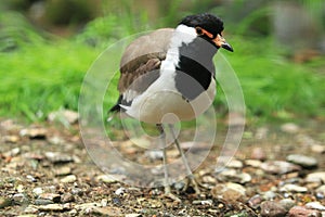 Red-wattled lapwing