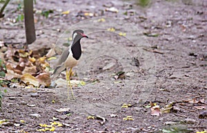 Red wattled lapwing, a species of Plovers bird photo