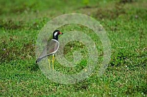 Red-wattled Lapwing Vanellus Indicus