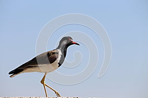 Red wattled Lapwing Vanellus indicus