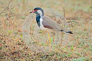 Red-wattled lapwing