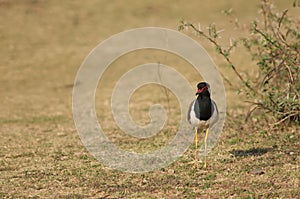 Red-wattled lapwing Vanellus indicus in a meadow.