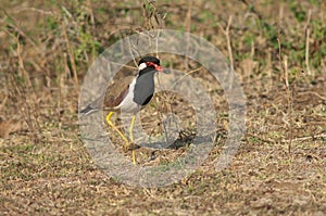 Red-wattled lapwing Vanellus indicus in a meadow.