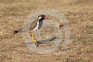 Red-wattled lapwing Vanellus indicus in a meadow.