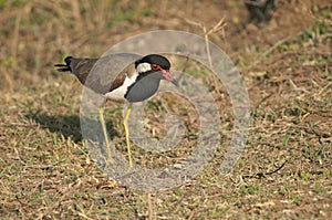 Red-wattled lapwing Vanellus indicus in a meadow.