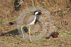 Red-wattled lapwing Vanellus indicus in a meadow.