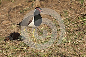 Red-wattled lapwing Vanellus indicus in a meadow.