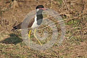 Red-wattled lapwing Vanellus indicus in a meadow.