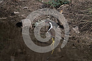 red-wattled lapwing or Vanellus indicus at a pond at Jhalana Reserve in Rajasthan India